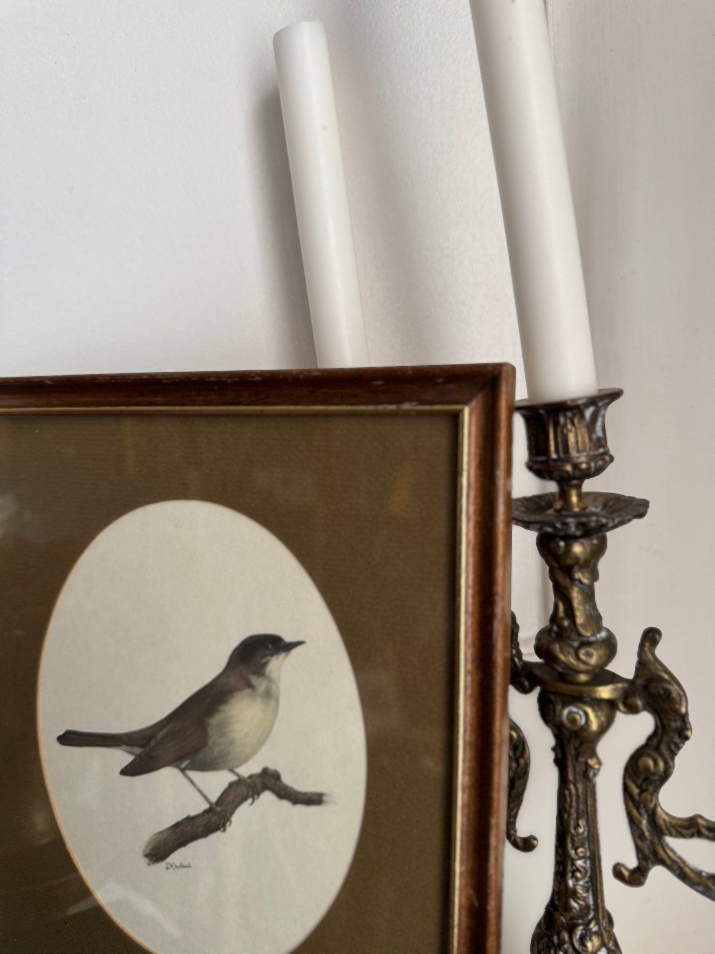 Vintage Bird Illustration in Slim Wooden Frame