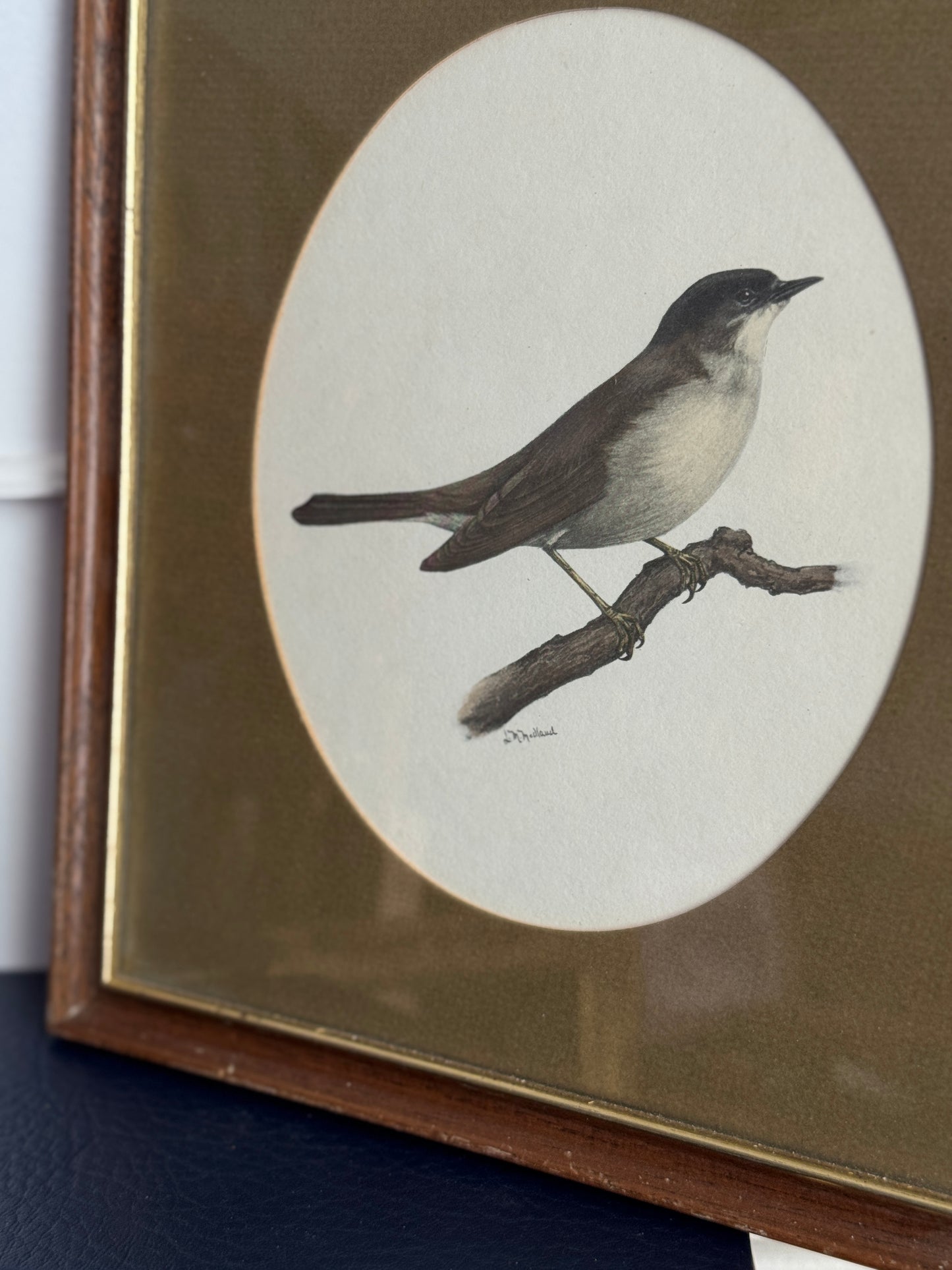 Vintage Bird Illustration in Slim Wooden Frame