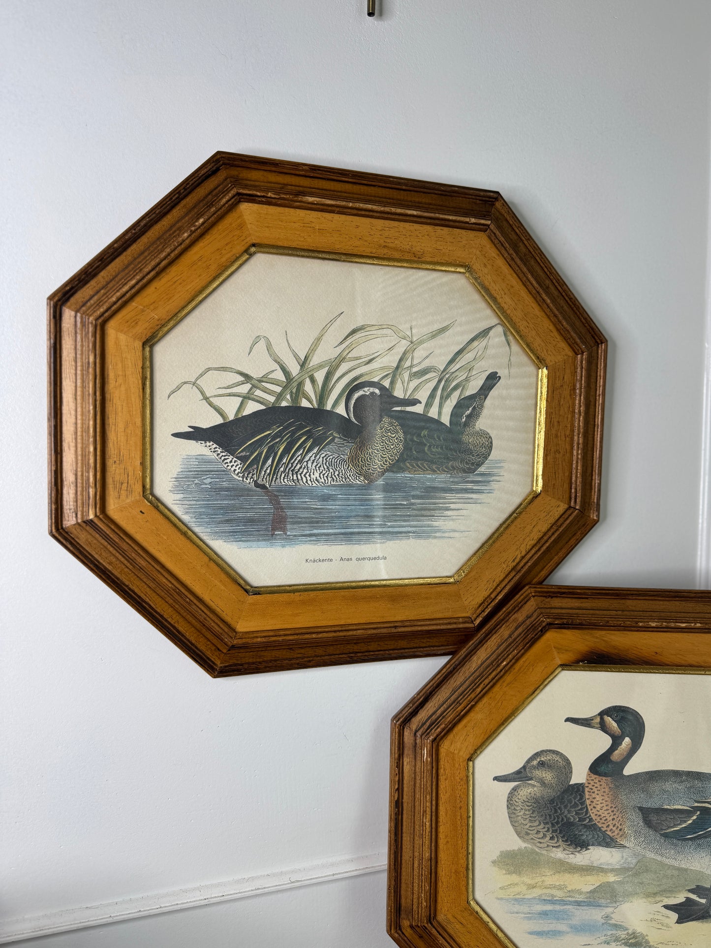 Feathered Pair – Vintage Duck Prints in Matching Wooden Frames