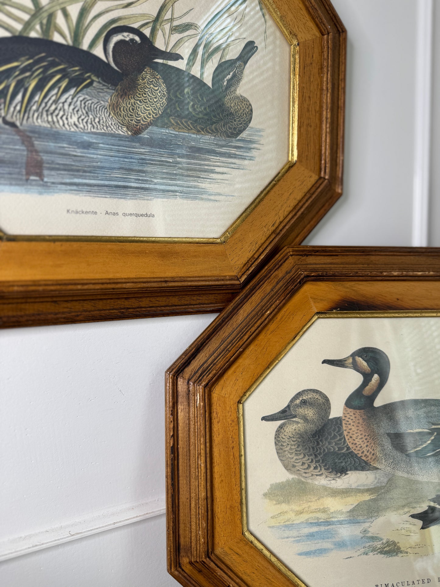 Feathered Pair – Vintage Duck Prints in Matching Wooden Frames