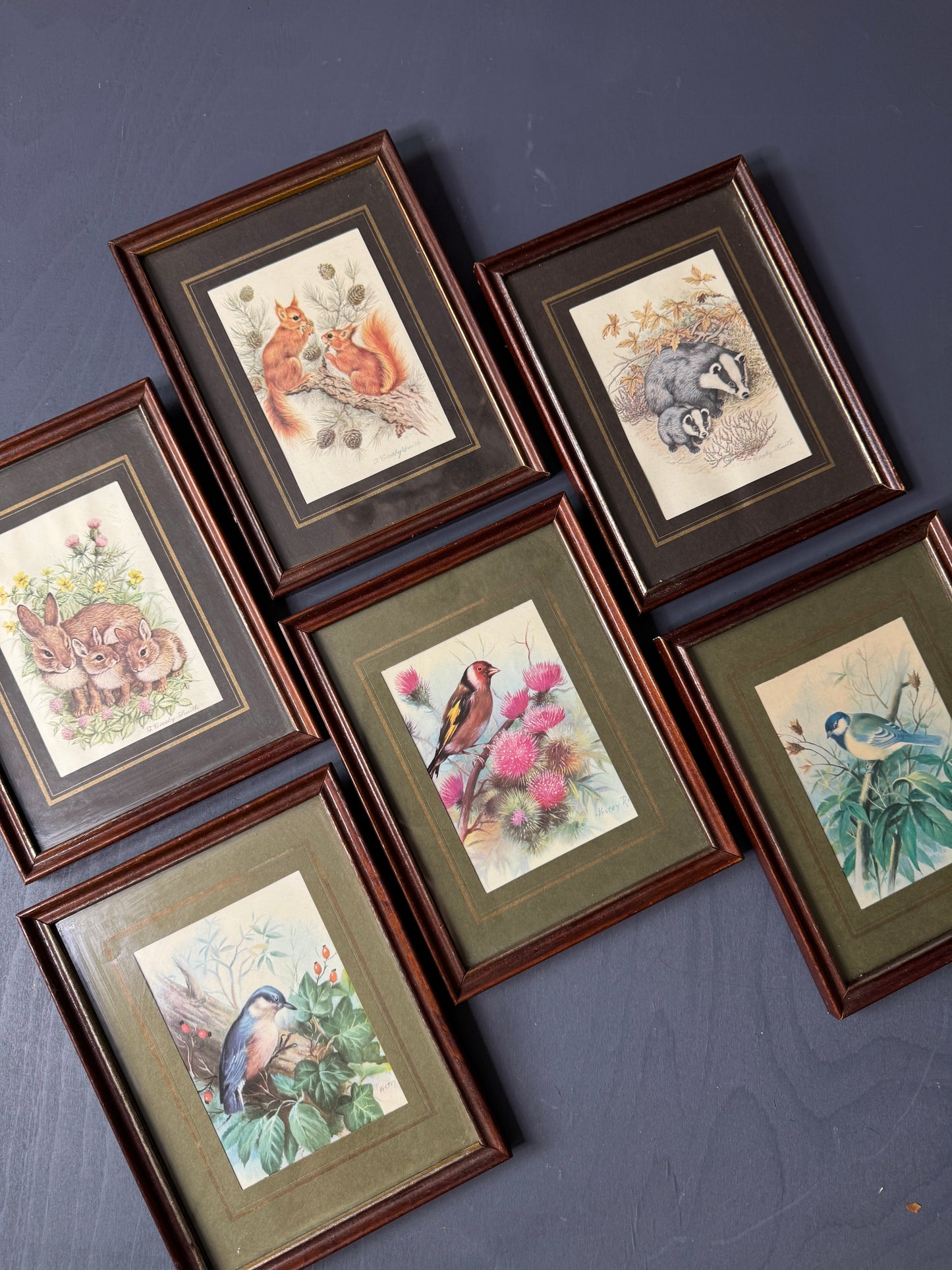Wild Whimsy – Vintage Animal Gallery Set in Matching Frames