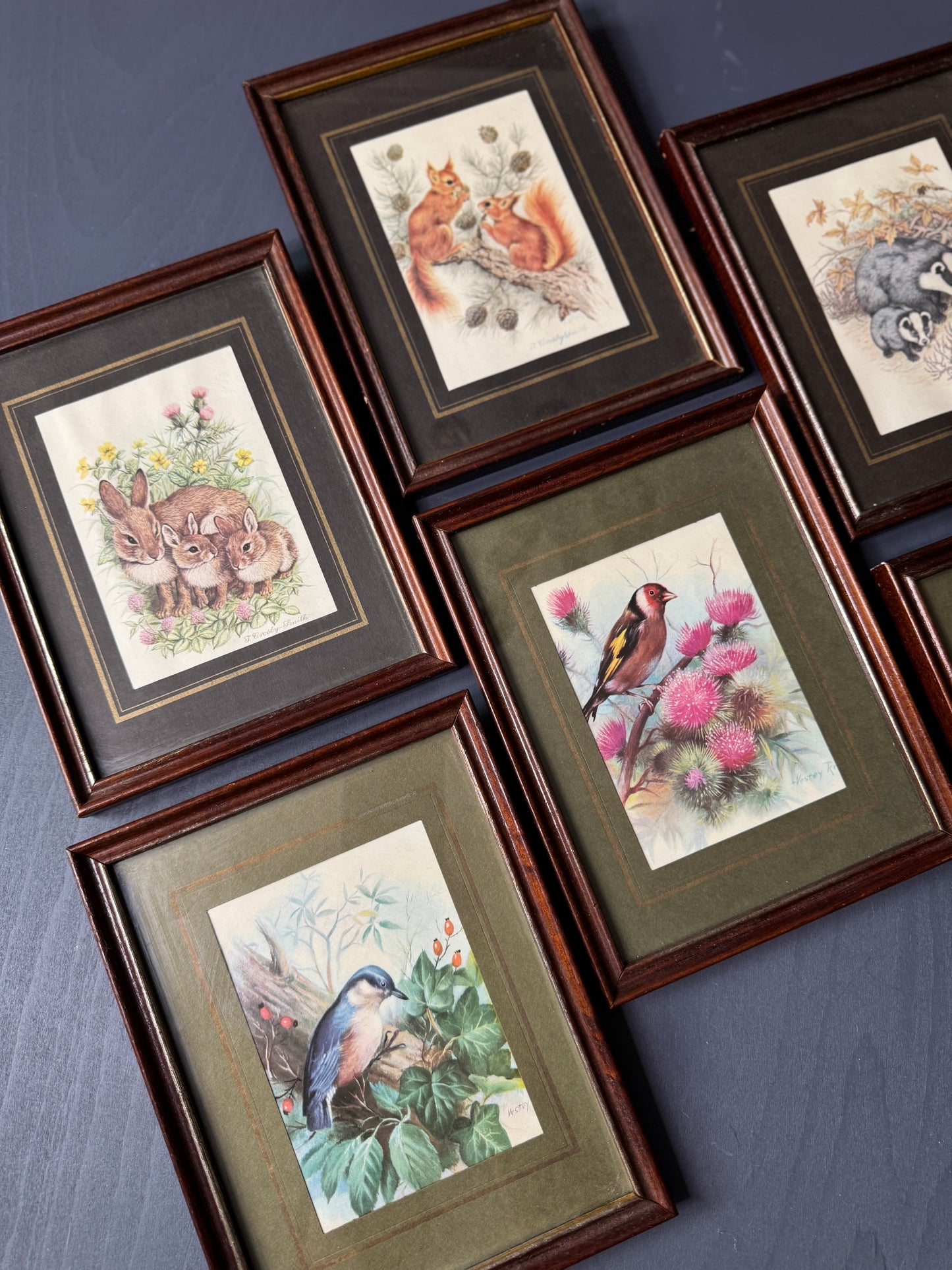 Wild Whimsy – Vintage Animal Gallery Set in Matching Frames