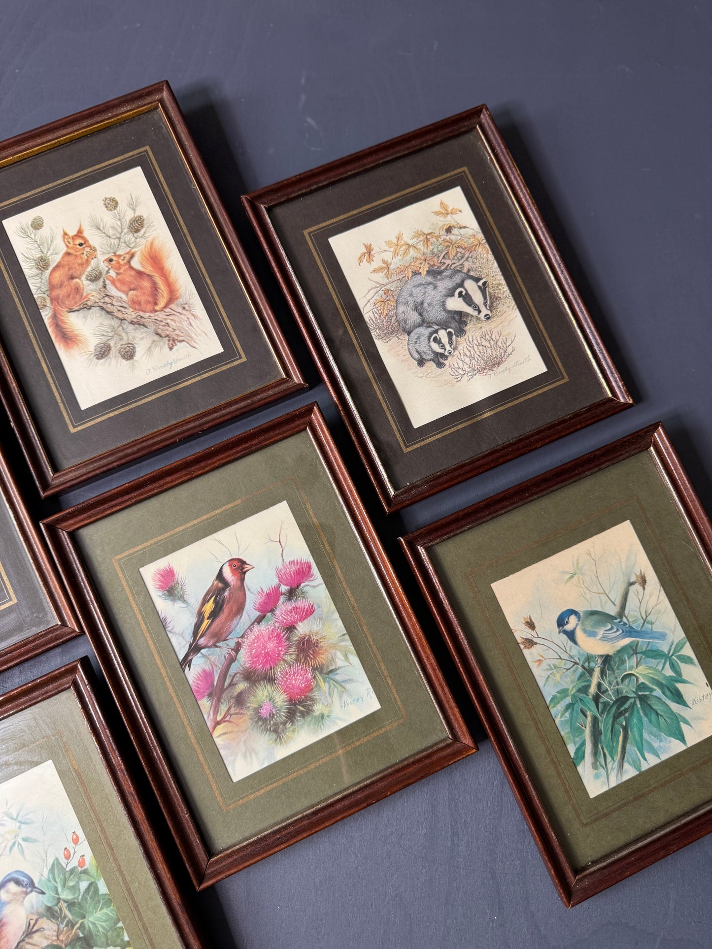 Wild Whimsy – Vintage Animal Gallery Set in Matching Frames