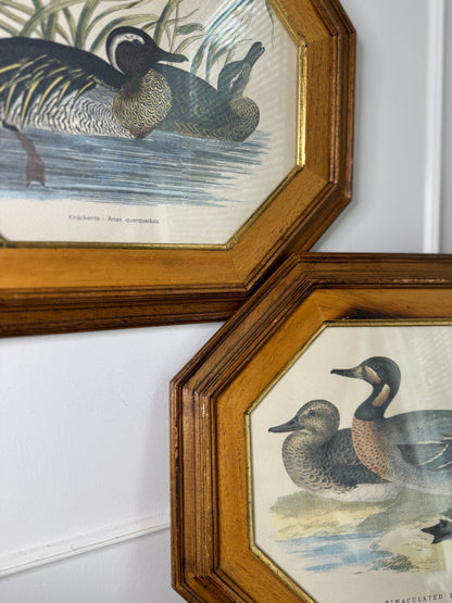 Feathered Pair – Vintage Duck Prints in Matching Wooden Frames