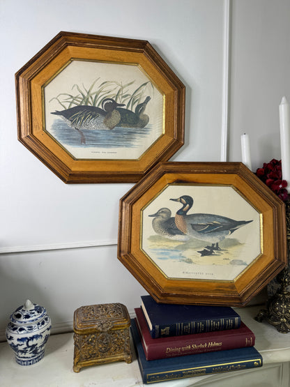 Feathered Pair – Vintage Duck Prints in Matching Wooden Frames