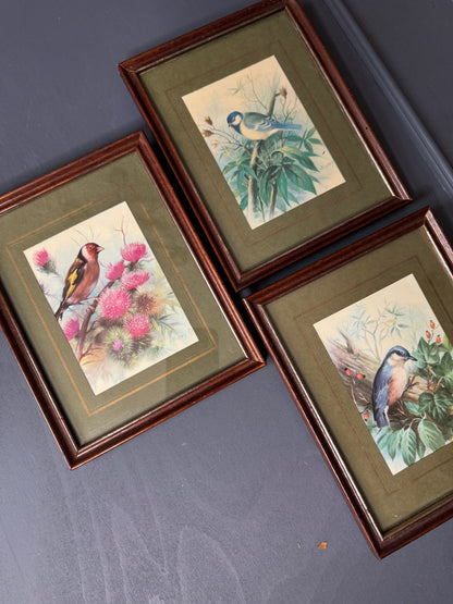 Wild Whimsy – Vintage Animal Gallery Set in Matching Frames