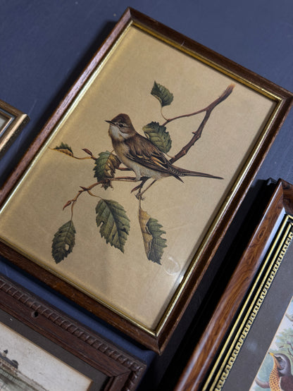 Vintage Gallery Wall Set: Large Heritage Woods Series Collection