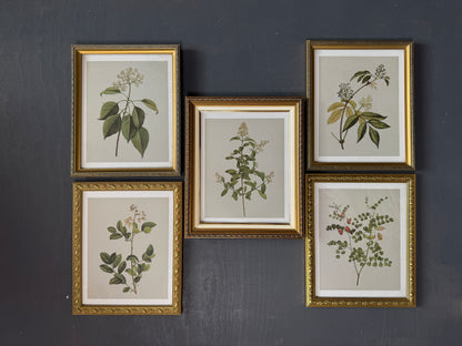 Vintage Cottage Garden Gallery Wall Set – Framed Botanical & Floral Prints