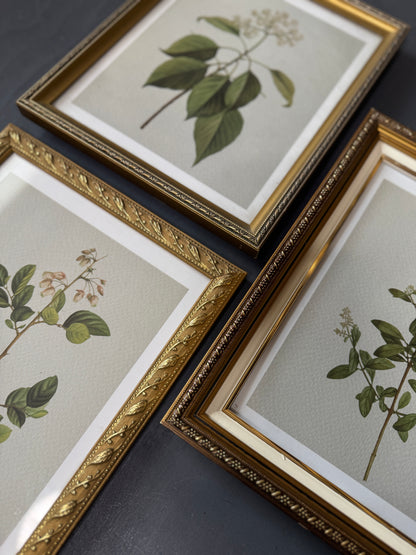 Vintage Cottage Garden Gallery Wall Set – Framed Botanical & Floral Prints