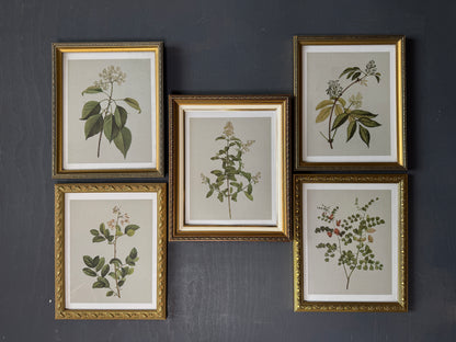 Vintage Cottage Garden Gallery Wall Set – Framed Botanical & Floral Prints
